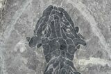 Discosauriscus (Early Permian Reptiliomorph) #76374-2